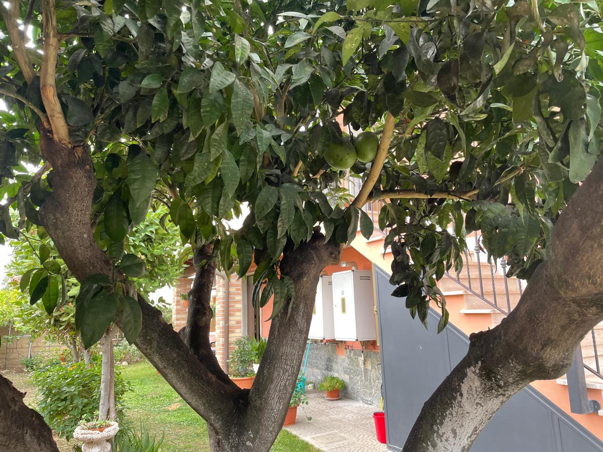 Un Sogno Nel Verde Acilia Bagian luar foto